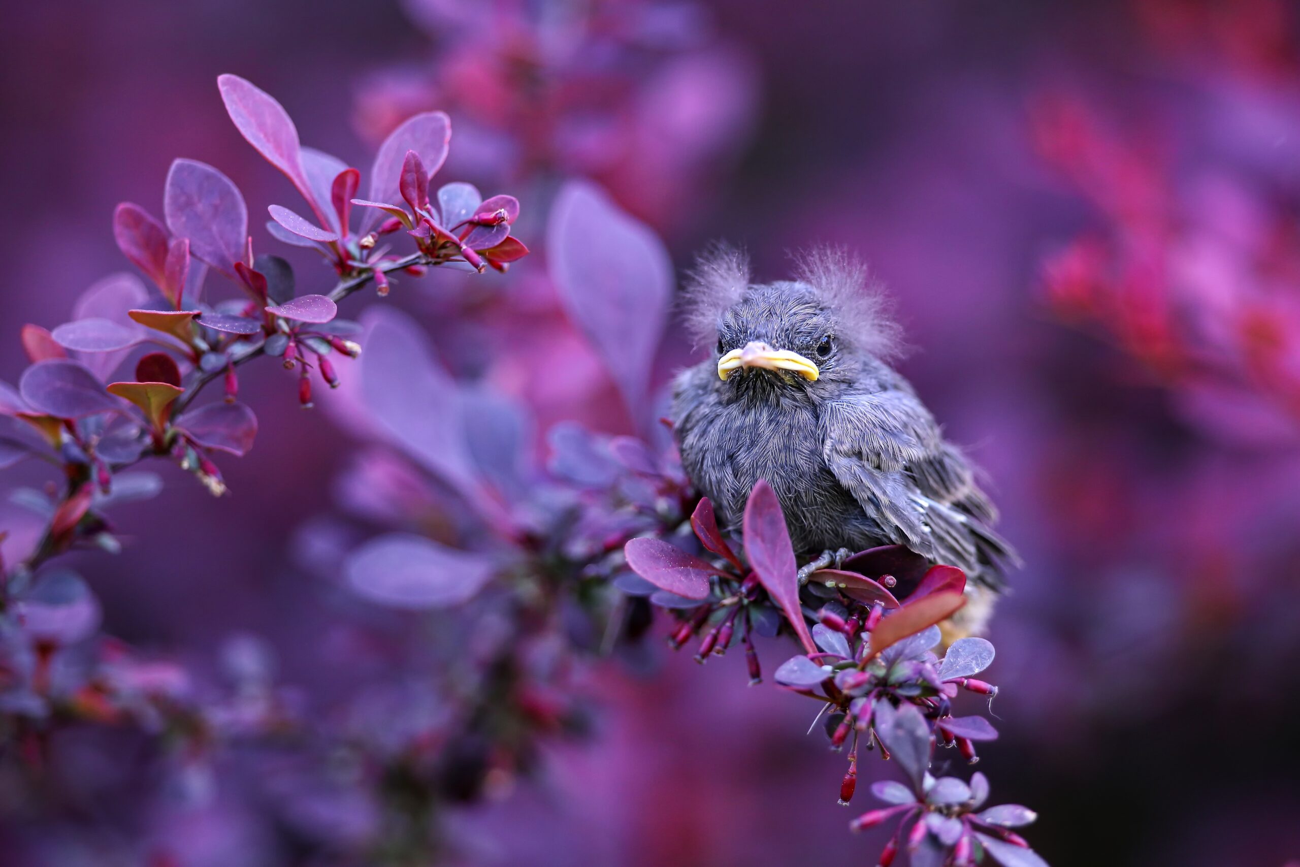 Paragrafen für Laubenpieper – Vögel im Gebüsch schützen